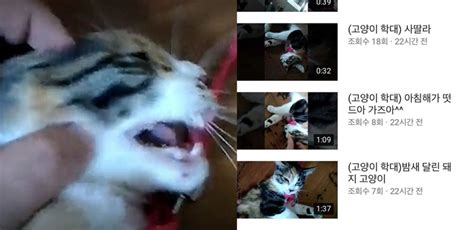 YouTuber Reportedly Filmed Himself Abusing His Cat,。